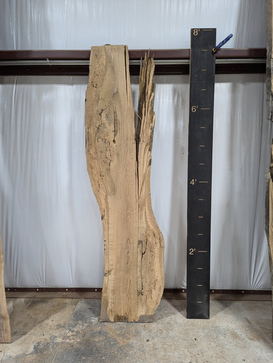 White Oak Live Edge Wood Slab - 36 BF - Ol Loggin Sawmill